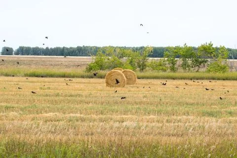 Rolls of hay lying in the field Stock Photos