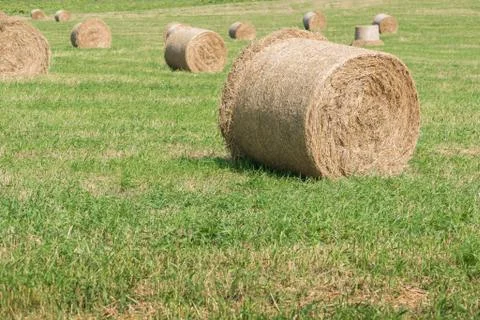 Rolls of hay Stock Photos