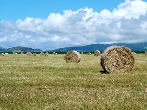 Rolls of hay Stock Photos