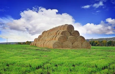 Rolls of hay stacked in a stack on the field against the blue sky Stock Photos