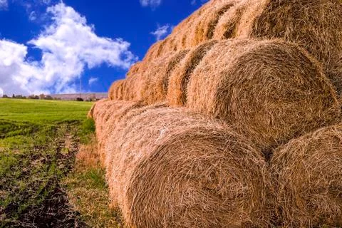 Rolls of hay stacked in a stack on the field against the blue sky Stock Photos