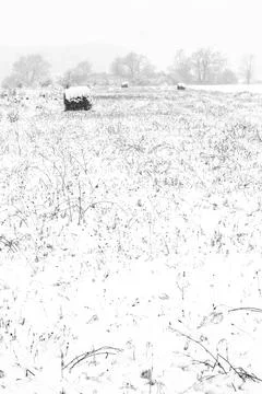 Rolls of hay in winter Stock Photos