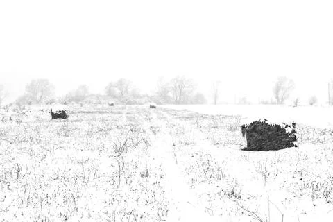 Rolls of hay in winter Stock Photos