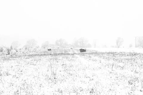 Rolls of hay in winter Stock Photos