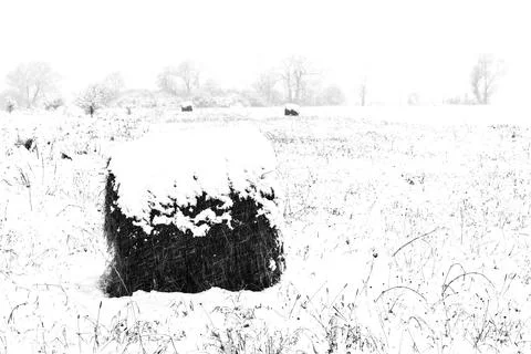 Rolls of hay in winter Stock Photos