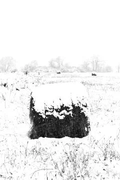 Rolls of hay in winter Stock Photos