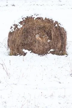 Rolls of hay in winter Stock Photos