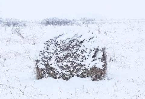 Rolls of hay in winter Stock Photos