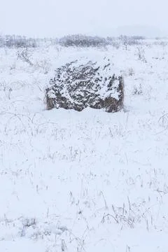 Rolls of hay in winter Stock Photos