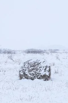 Rolls of hay in winter Stock-Fotos