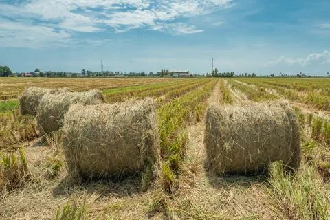 Rolls of haystack during day time in Sekinchan, Malaysia. Stock Photos