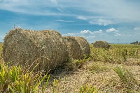 Rolls of haystack during day time in Sekinchan, Malaysia. Stock Photos