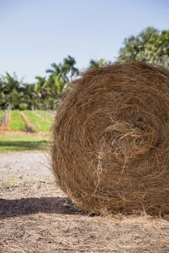Rolls of haystack on the field. A sunny scenery with haystack in USA.  Stock Photos