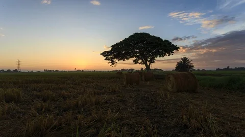Rolls of paddy straw and tree with golden sunrise scene background Stock Footage 106102660