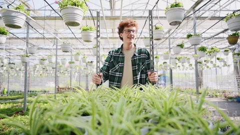 Rolls a shelf with potted plants Stock Footage 243579080