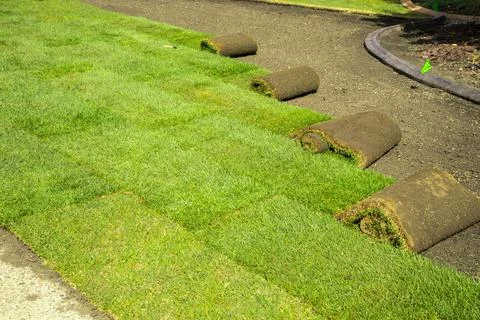 Rolls of sod - installation Stock Photos