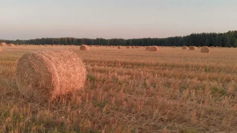 Rolls of straw lying on stubble Stock Footage 148898941