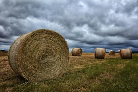Rolls of straw Stock Photos