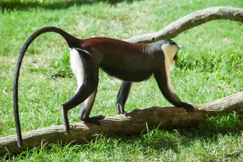 Roloway monkey Foto stock