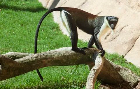 Roloway monkey Foto stock
