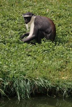 Roloway monkey Stock Photos