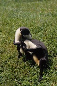 Roloway monkey Stock Photos