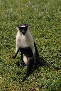 Roloway monkey Stock Photos