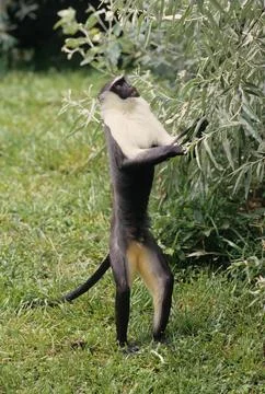 Roloway monkey Stock Photos