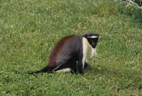 Roloway monkey Stock Photos