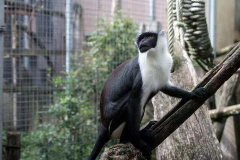 Roloway monkey on tree branch at the zoologic park Stock Photos