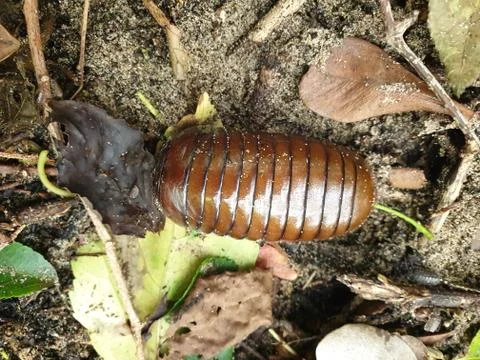 Roly-poly bug in Durban Fotos de archivo