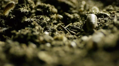 Roly Poly in dirt B Stock Footage 50709218