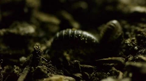 Roly Poly in dirt C Stock Footage 50708605