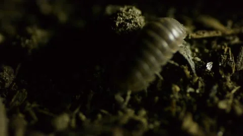 Roly Poly in dirt E Stock Footage 50707390