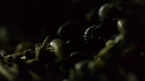 Roly Poly in dirt F Stock Footage 50706247