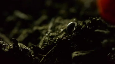 Roly Poly in dirt A Stock Footage 50709593