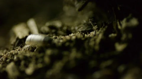 Roly Poly in dirt G Stock Footage 50706244