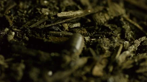 Roly Poly in dirt H Stock Footage 50706079