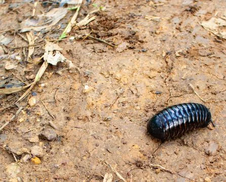 Roly- Poly (Pill Bugs) Stock Photos