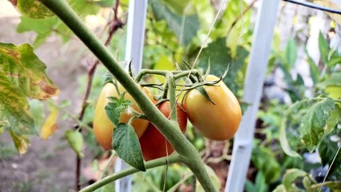 Roma Tomatoes Growing on Vine with Support Structure in Garden Video Stock Footage 316009875