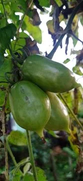 Roma tomatoes Stock Photos