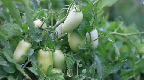 Roma Tomatoes in the rain Stock Footage 27515995
