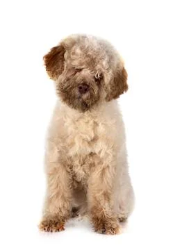 Romagna Water Dog Stock Photos