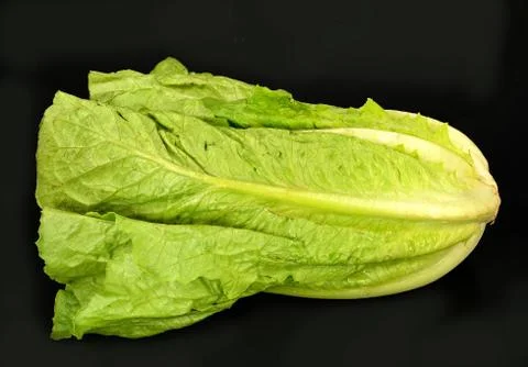 Romain lettuce Stock Photos