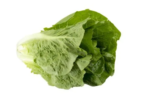 Romain Lettuce Stock Photos