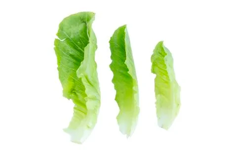 Romaine lettuce green leaf size Stock Photos