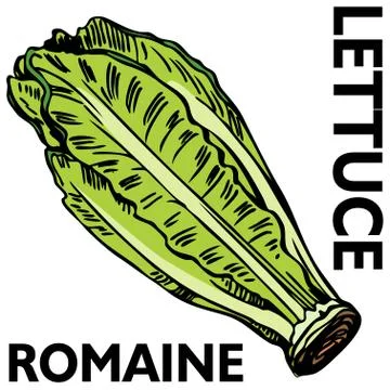 Romaine lettuce Stock Illustration