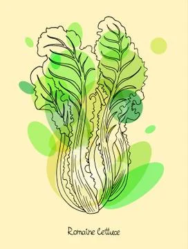 Romaine lettuce Stock Illustration