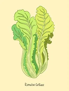 Romaine lettuce Stock Illustration