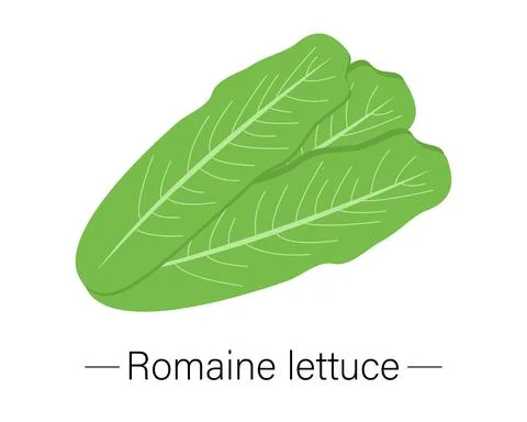 Romaine lettuce Stock Illustration